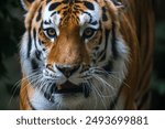 Close-up portrait of calm Siberian tiger (or Amur tiger, subspecie Panthera tigris tigris) animal. Soft focus. Beauty in nature theme.