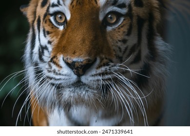 Close-up portrait of calm Siberian tiger (or Amur tiger, subspecie Panthera tigris tigris) animal. Soft focus. Beauty in nature theme. - Powered by Shutterstock