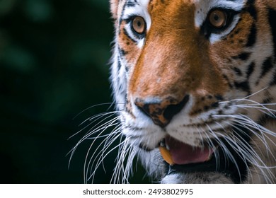 Close-up portrait of calm Siberian tiger (or Amur tiger, subspecie Panthera tigris tigris) animal. Soft focus. Beauty in nature theme. - Powered by Shutterstock