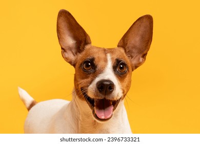 Closeup portrait captures the adorable Jack Russell Terrier standing proudly against a vibrant yellow background, perfect for pet clinic interiors