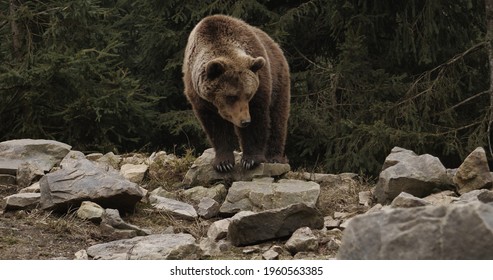 Close-up Portrait Of Carpathian Brown Bear In Wild Nature. Dangerous Power Fool Animals In Forest, Wildlife Of Bears, Flora, And Fauna, Living In Wild Free Habitat. Nature. Landscape. Wood.