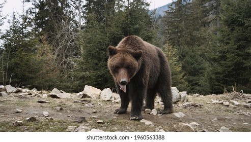 Close-up Portrait Of Carpathian Brown Bear In Wild Nature. Dangerous Power Fool Animals In Forest, Wildlife Of Bears, Flora, And Fauna, Living In Wild Free Habitat. Nature. Landscape. Wood.