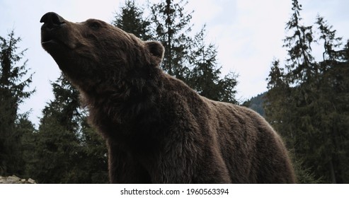 Close-up Portrait Of Carpathian Brown Bear In Wild Nature. Dangerous Power Fool Animals In Forest, Wildlife Of Bears, Flora, And Fauna, Living In Wild Free Habitat. Nature. Landscape. Wood.