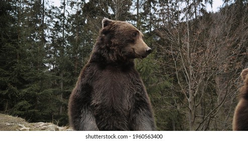 Close-up Portrait Of Carpathian Brown Bear In Wild Nature. Dangerous Power Fool Animals In Forest, Wildlife Of Bears, Flora, And Fauna, Living In Wild Free Habitat. Nature. Landscape. Wood.