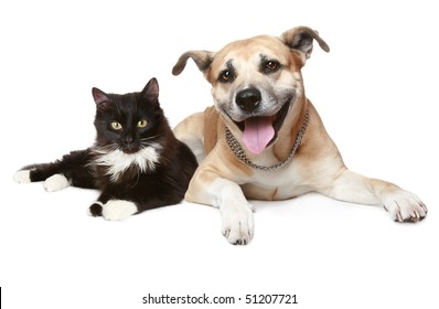 Close-up Portrait Of A Cat And Dog. Isolated On White Background