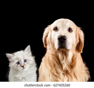 Close-up Portrait Of A Cat And Dog. Isolated On Black Background. Golden Retriever And Neva Masquerade.