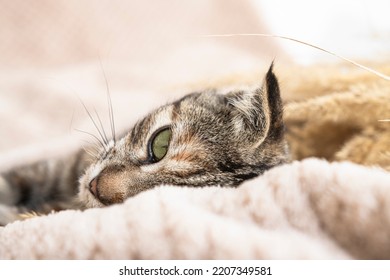 Close-up Portrait Of A Cat Lying On A Blanket. Sick Animal, Sad Emotion.