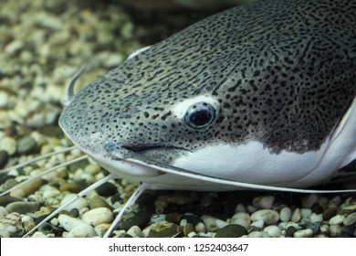 Closeup Portrait Of A Catfish Underwater