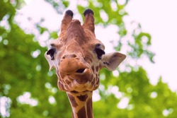 Close-up Portrait Of A Cheerful Giraffe. Sticks Out His Tongue, Eats Leaves, Looks At The Camera. African Big Five Concept. Berlin Zoo