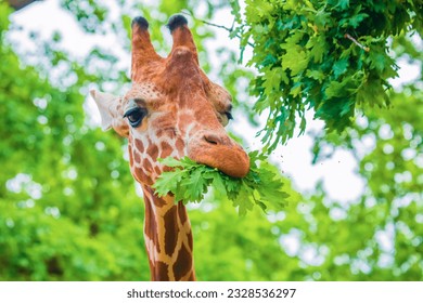 close-up portrait of a cheerful giraffe. Sticks out his tongue, eats leaves, looks at the camera. African big five concept. Berlin zoo - Powered by Shutterstock