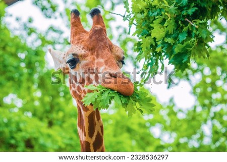 close-up portrait of a cheerful giraffe. Sticks out his tongue, eats leaves, looks at the camera. African big five concept. Berlin zoo