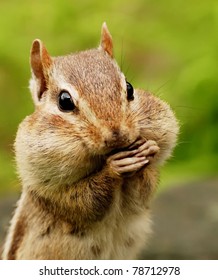 Closeup Portrait Of A Chipmunk With Her Cheeks Full