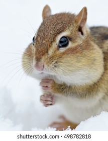 Closeup Portrait Of A Chipmunk In The Snow 