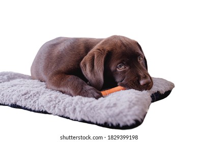 犬 噛みつく の写真素材 画像 写真 Shutterstock