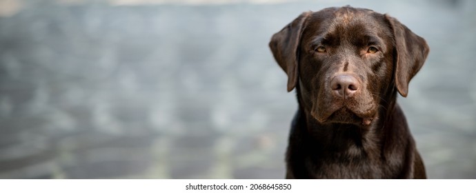 926 Angry Labrador Images, Stock Photos & Vectors | Shutterstock