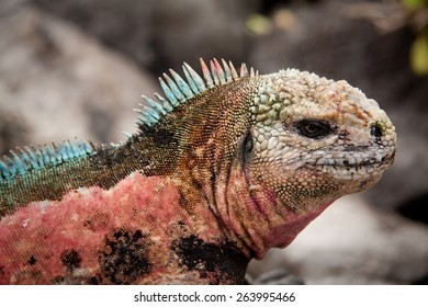 Closeup portrait of colorful marine iguana in the Galapagos Islands, Ecuador