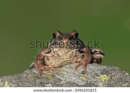 Image, Stock Photo Close-up of a frog against a night sky background with visible stars and soft glowing horizon