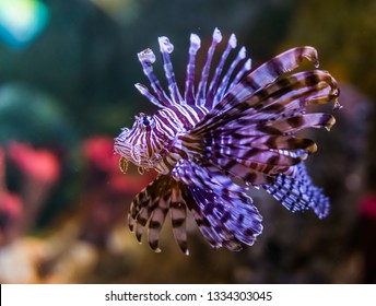 213 Devil scorpion fish Images, Stock Photos & Vectors | Shutterstock