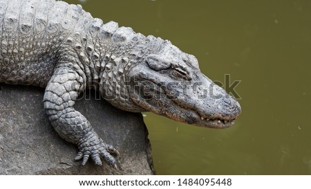 Closeup portrait of crocodile, lying on big rock near river, eyes closed and looks like smiling.