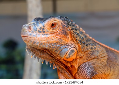 Iguane High Res Stock Images Shutterstock