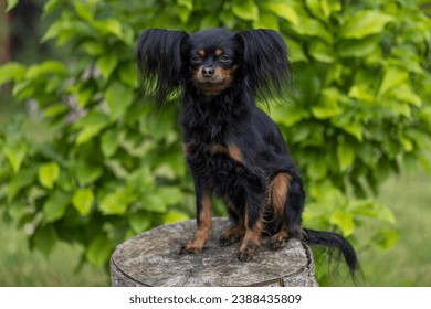 Close-up portrait of a cute black Russian Longhaired Toy Terrier sitting on a tree stump. Dog breed russian toy terrier on a blurred background in sunny weather. Outdoor. Copy space. 