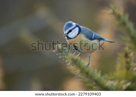  Closeup portrait of a cute blue tit. Cyanistes caeruleus.  A cute titmouse sitting on the spruce twig.                             