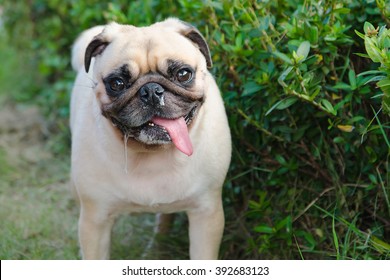 犬 鼻水 の画像 写真素材 ベクター画像 Shutterstock