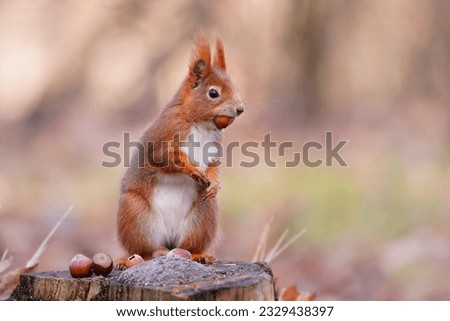 Closeup portrait of a cute european red squirrel. Sciurus vulgaris. A squirrel sitting on the tree stump.