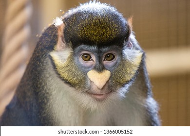 Closeup portrait of cute face of monkey looking at camera calmly. Funny white nose in shape of heart. Horizontal color photography.
