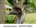 Close-up portrait of a cute and funny emu with a long fluffy neck.