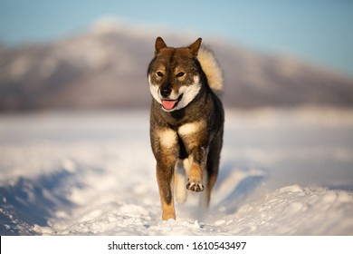 四国犬images Stock Photos Vectors Shutterstock