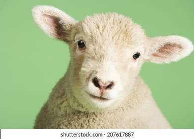 Closeup portrait of a cute lamb against green background
