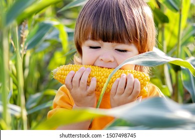 Close-up portrait of cute little child eating boiled yellow sweet corncob in green corn field outdoors. Autumn lifestyle. Homegrown organic food. Vegan children nutrition 
