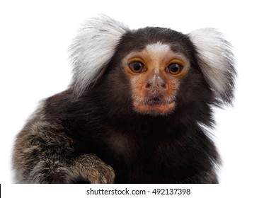 Close-up portrait of Cute monkey Common Marmoset, Callithrix jacchus Isolated White background