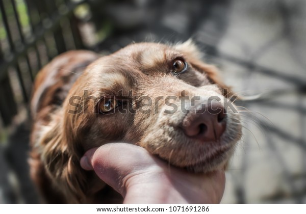 Close-up\
portrait of cute muzzle dog lying in person\'s or owner palm on old\
village yard with wooden fence\
background.