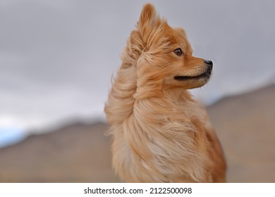 Close-up portrait of a cute pomeranian dog. Funny brown dog staring at the horizon, playing in nature. Love pet concept