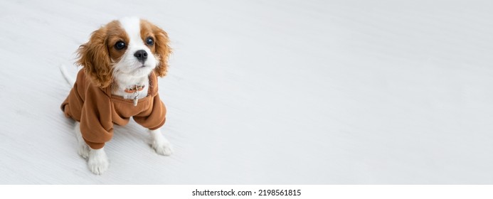 Close-up portrait of a cute puppy wearing a brown hoodie. Banner. Autumn and winter clothes for pets. Cavalier King Charles Spaniel Blenheim. - Shutterstock ID 2198561815