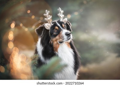 Close-up portrait of a cute tricolor australian shepherd dog in toy shiny antlers looking to the side and up against the background of burning lights and fluffy trees