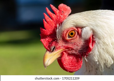 Close-up Portrait Of A Delaware Chicken