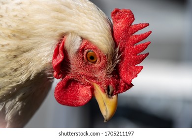 Close-up Portrait Of A Delaware Chicken Looking Down.