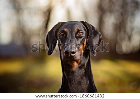 Similar – Vigilant dachshund