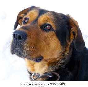 close-up portrait of a dog - Shutterstock ID 336039824