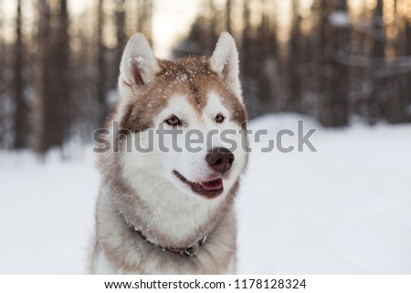 Close-up portrait of dog breed siberian Husky sitting on the snow in winter forest at sunset. Husky topdog looks like a wolf