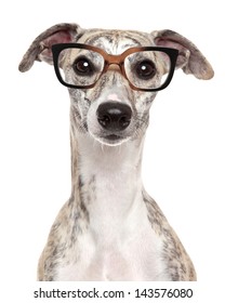 Close-up Portrait Of A Dog In Glasses, On White Background