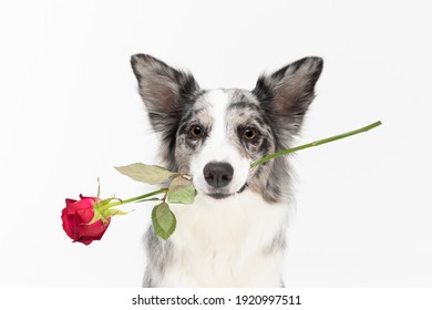 Close-up portrait of a dog that holds a fresh red rose in its teeth. Purebred Border Collie dog in shades of white and black, and long and fine hair. An excellent herding dog.