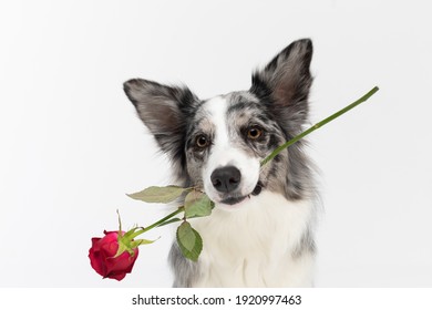 A close-up portrait of a dog that tilts its head and holds a fresh red rose in its teeth. Purebred Border Collie dog in shades of white and black, and long and fine hair. An excellent herding dog.