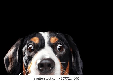 Close-up Portrait Of A Dog With Wide Open Eyes Of Amazement