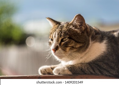 夏 猫 の画像 写真素材 ベクター画像 Shutterstock