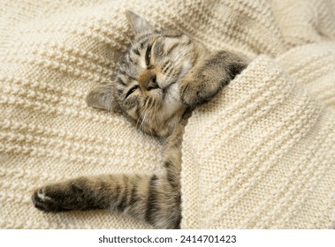 Close-up portrait of a domestic gray cat on a knitted sweater. The cat sleeps in a warm cozy knitted scarf.