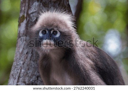 Closeup portrait of a dusky leaf monkey (Trachypithecus obscurus) in the mangrove forest on Railay Beach, Railay, Krabi, southern Thailand. Also called Spectacled Langur, it is an endangered species. 

